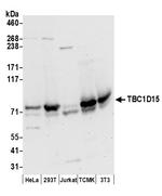 TBC1D15 Polyclonal Antibody
