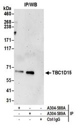 TBC1D15 Polyclonal Antibody