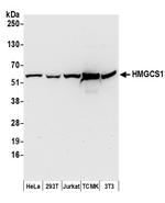 HMGCS1 Polyclonal Antibody