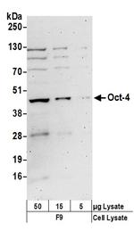 Oct-4 Polyclonal Antibody
