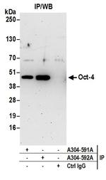 Oct-4 Polyclonal Antibody