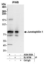 Junctophilin 1 Antibody in Immunoprecipitation (IP)
