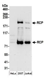RCP Polyclonal Antibody