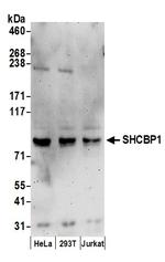 SHCBP1 Polyclonal Antibody
