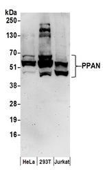 PPAN Polyclonal Antibody