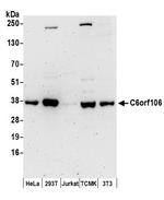C6orf106 Polyclonal Antibody