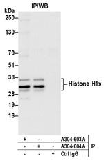 Histone H1x Polyclonal Antibody