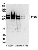 OTUD4 Polyclonal Antibody