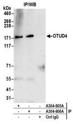OTUD4 Antibody in Immunoprecipitation (IP)