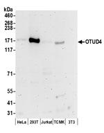 OTUD4 Polyclonal Antibody