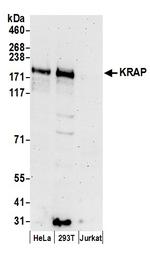 KRAP Polyclonal Antibody