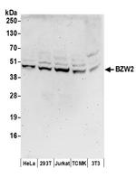 BZW2 Polyclonal Antibody