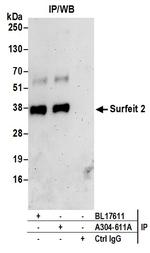 Surfeit 2 Antibody in Immunoprecipitation (IP)