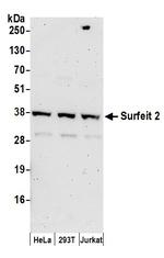 Surfeit 2 Polyclonal Antibody