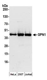 GPN1 Polyclonal Antibody