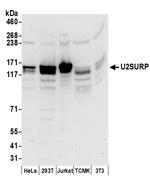 U2SURP Polyclonal Antibody