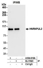 HNRNPUL2 Antibody in Immunoprecipitation (IP)