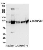 HNRNPUL2 Polyclonal Antibody