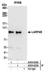 LARP4B Antibody in Immunoprecipitation (IP)