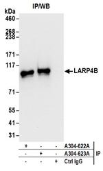 LARP4B Antibody in Immunoprecipitation (IP)