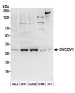 OVCOV1 Polyclonal Antibody
