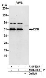 DDI2 Antibody in Immunoprecipitation (IP)