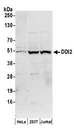 DDI2 Polyclonal Antibody