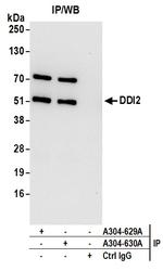 DDI2 Antibody in Immunoprecipitation (IP)