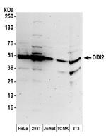 DDI2 Polyclonal Antibody