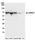 LRRC47 Polyclonal Antibody