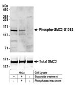 Phospho-SMC3 (Ser1083) Polyclonal Antibody