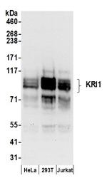 KRI1 Polyclonal Antibody