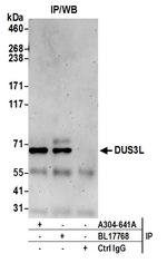 DUS3L Polyclonal Antibody