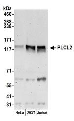 PLCL2 Polyclonal Antibody