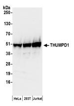 THUMPD1 Polyclonal Antibody
