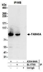 FAM40A Antibody in Immunoprecipitation (IP)