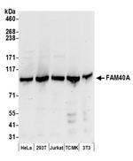 FAM40A Polyclonal Antibody