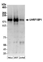 UHRF1BP1 Polyclonal Antibody