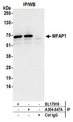 MFAP1 Antibody in Immunoprecipitation (IP)
