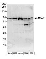 MFAP1 Polyclonal Antibody