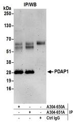 PDAP1 Polyclonal Antibody