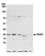 PDAP1 Polyclonal Antibody