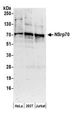 NSrp70 Polyclonal Antibody