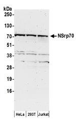 NSrp70 Polyclonal Antibody