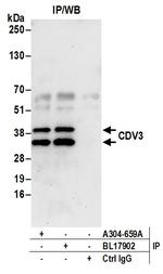 CDV3 Polyclonal Antibody