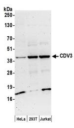 CDV3 Polyclonal Antibody
