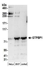 GTPBP1 Polyclonal Antibody