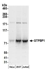 GTPBP1 Polyclonal Antibody