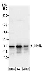 HN1L Polyclonal Antibody