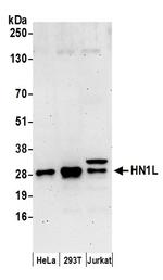 HN1L Polyclonal Antibody